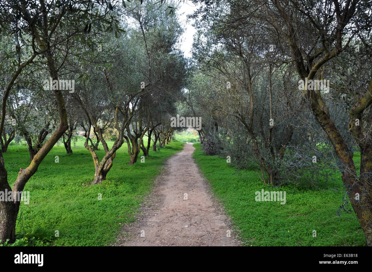Il percorso tra alberi di olivo. La natura del paesaggio rurale. Foto Stock