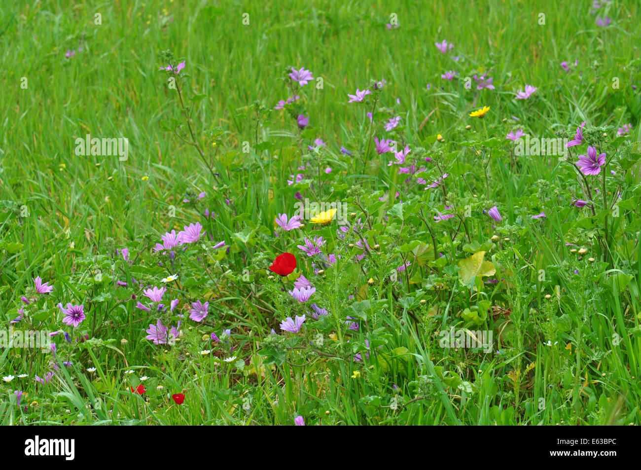 La molla della vegetazione selvatica fiori ed erba sfondo astratto. Foto Stock