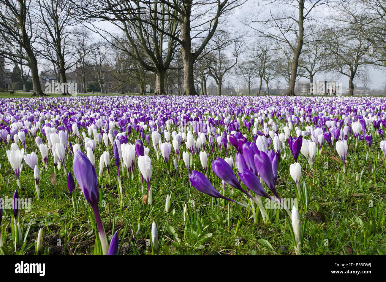 Un parco a Harrogate, nello Yorkshire, Inghilterra, dove vi è un tappeto di crochi (Crocus sativus) nella molla. Viola e bianco di Crochi in Harrogate. Foto Stock