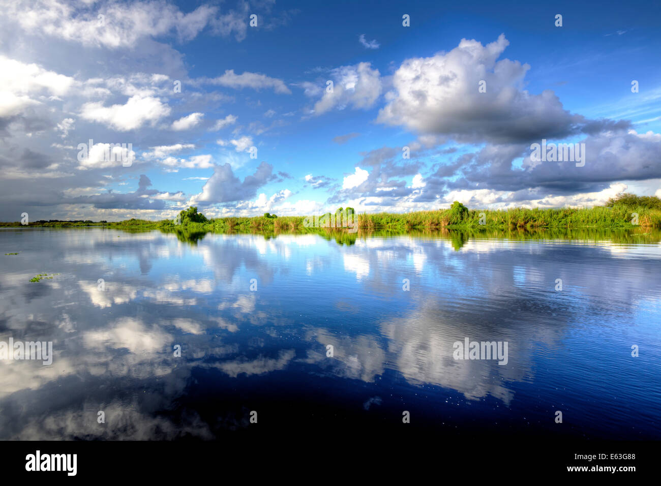 Natura in Florida Foto Stock