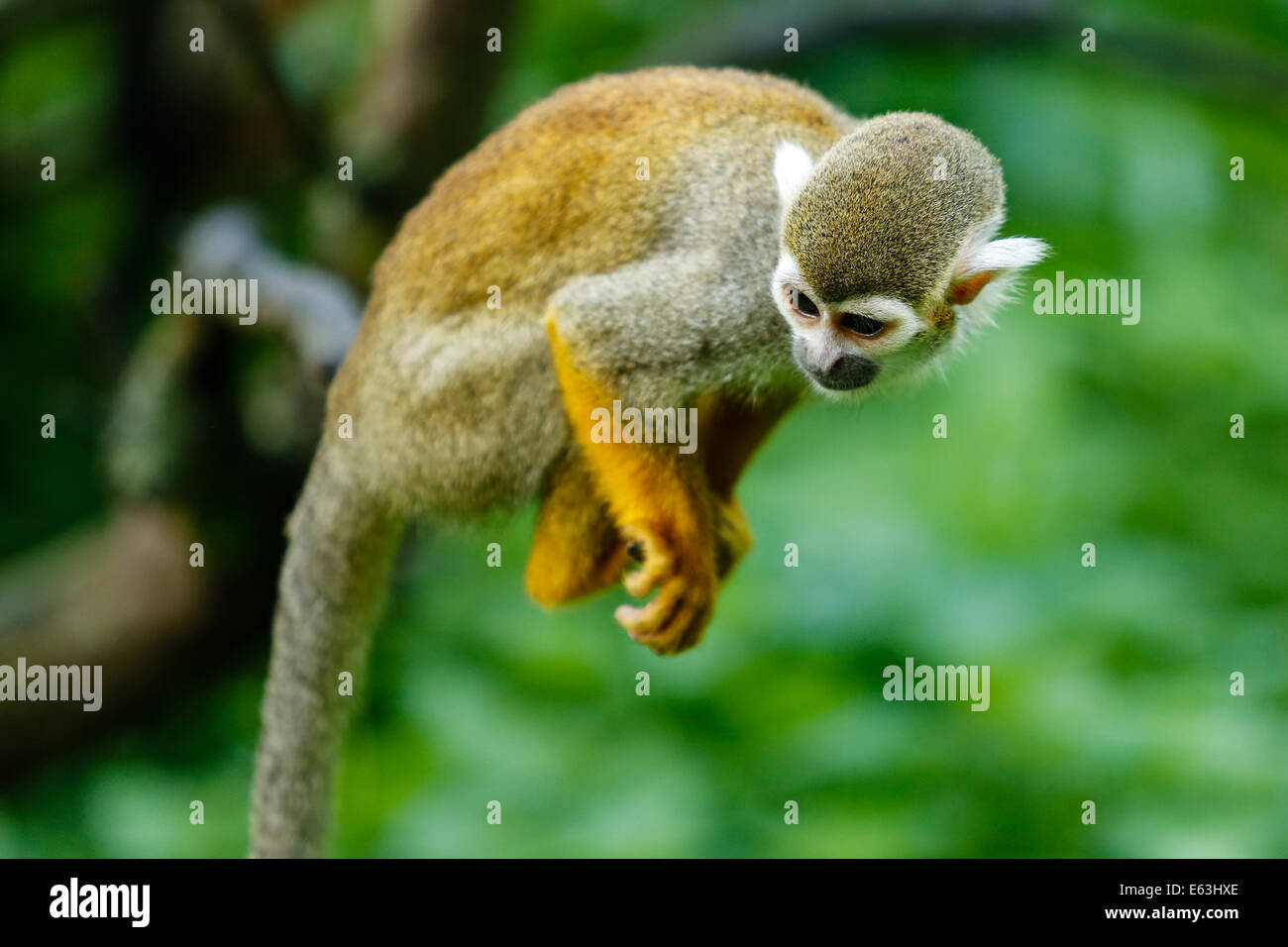 Comune di Scimmia di scoiattolo su un ramo Foto Stock