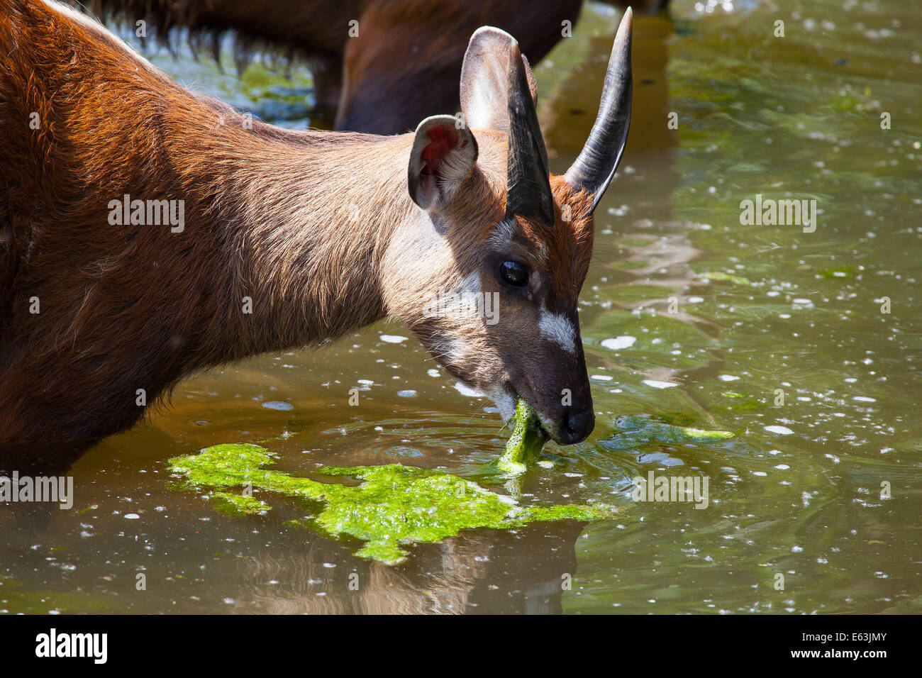 Antilope Sitatunga mangia alghe di acqua nel piccolo lago Foto Stock