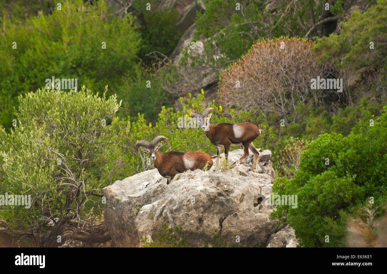 Coppia di mufloni selvatici nelle montagne del Supramonte, Dorgali, Baunei, Sardegna Foto Stock