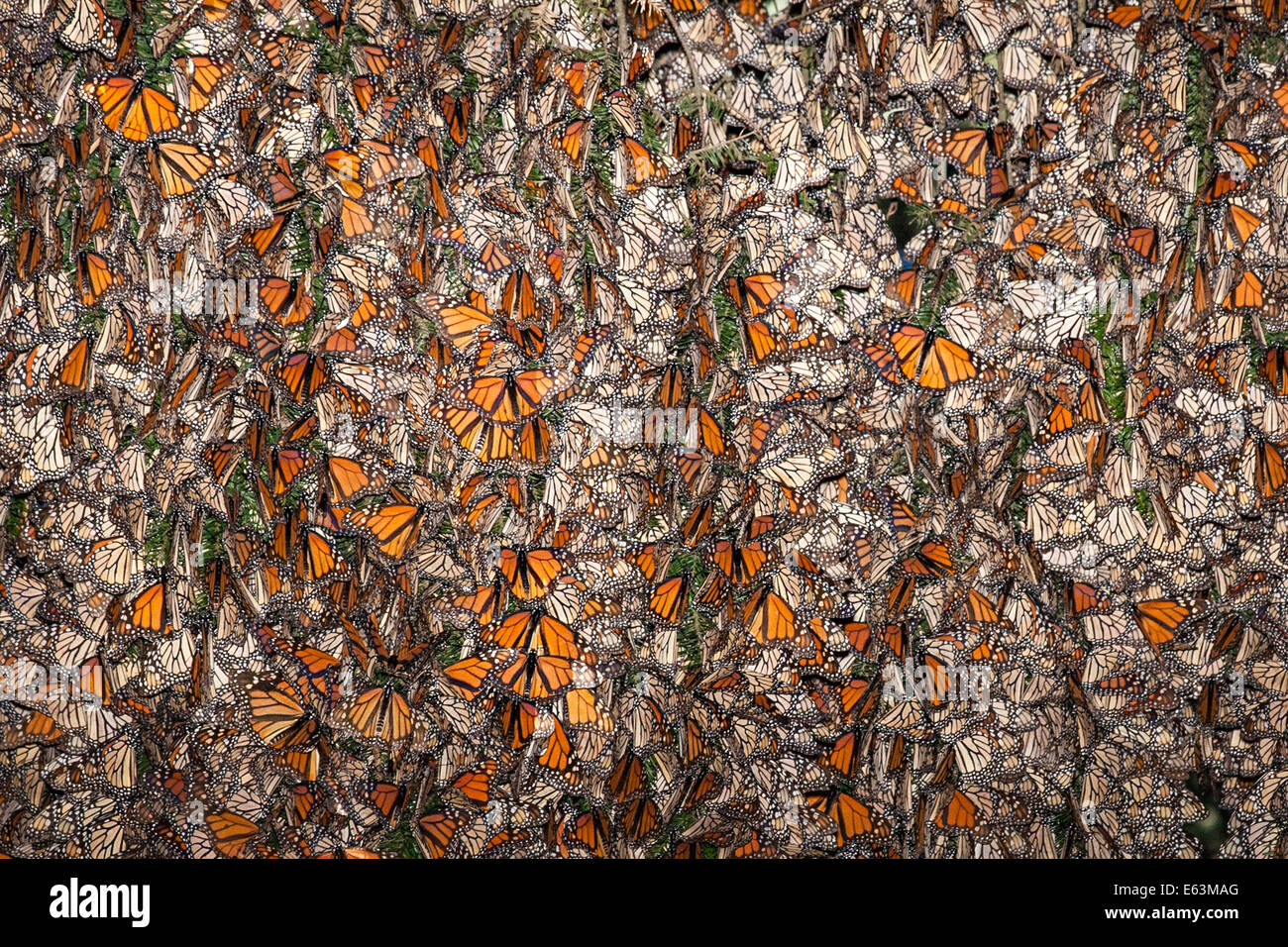 Migliaia di farfalle monarca (Danaus plexippus) aggrapparsi a una Oyamel Pino presso la farfalla monarca Santuario in Messico. Foto Stock