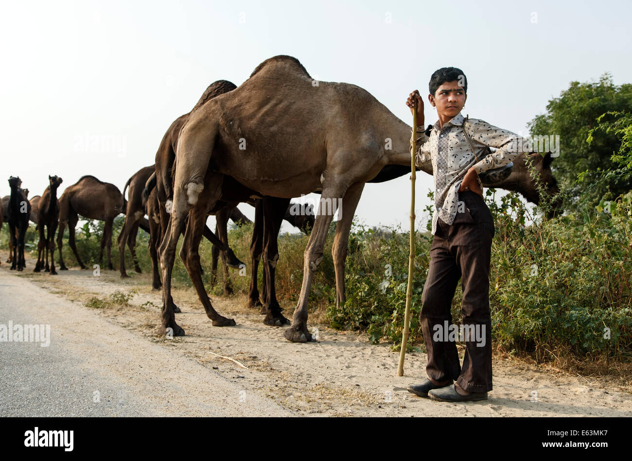 Giovane pastore di cammelli e cammelli, Rajasthan, India Foto Stock