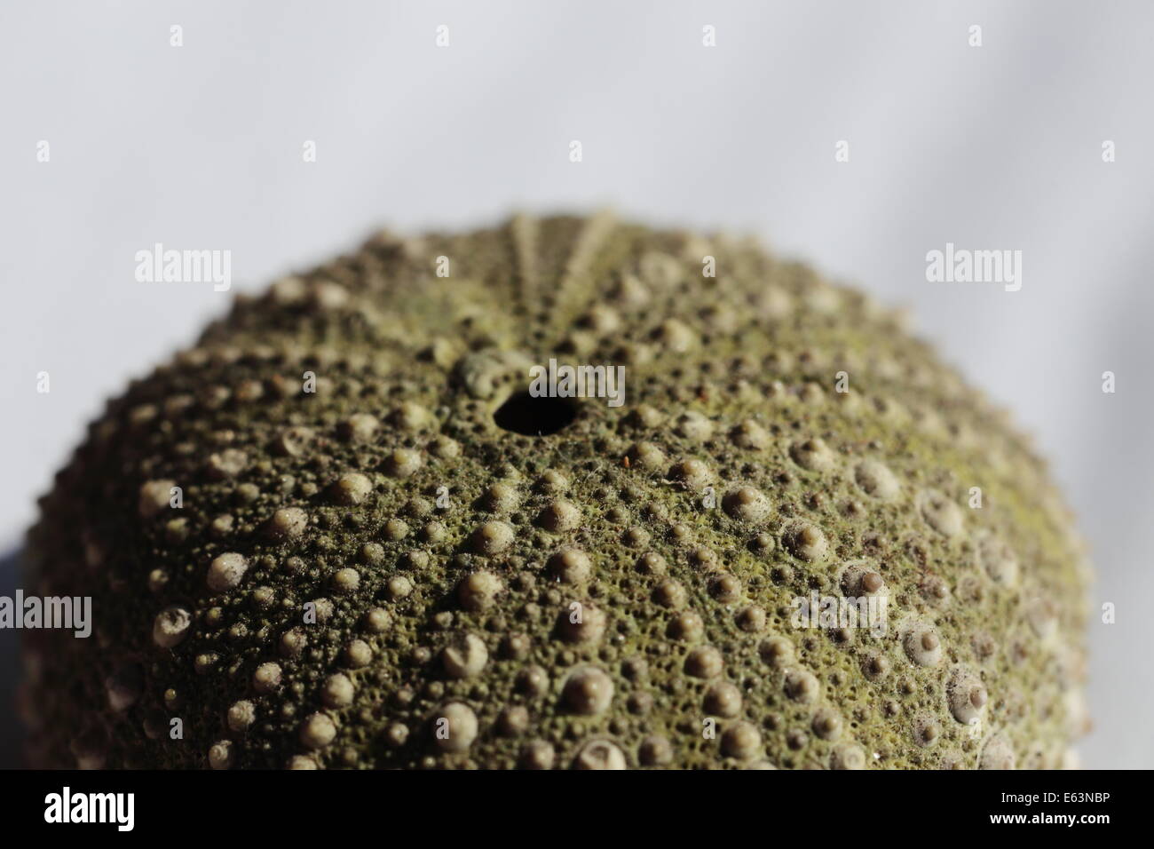 Close up di ricci di mare shell dal sud della costa africana Foto Stock