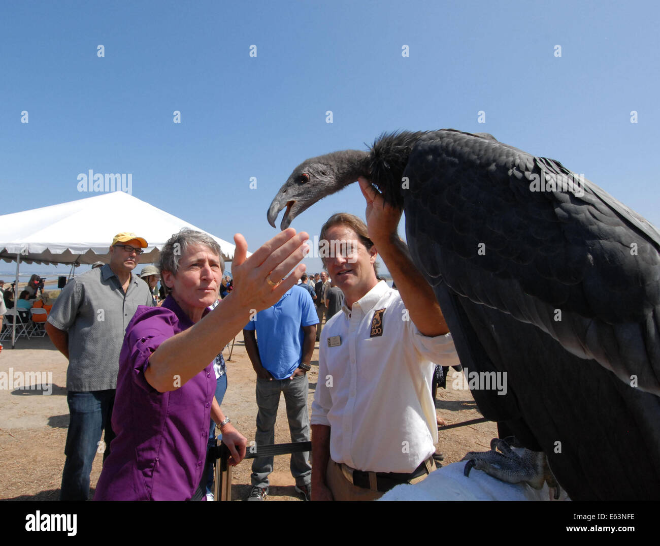 San Diego, California, Stati Uniti d'America. 13 Ago, 2014. Il Segretario degli Interni Sally Jewell interagisce con un immaturo California Condor durante una visita a San Diego National Wildlife Refuge dove ha annunciato che il San Diego National Wildlife Refuge complesso avrebbe ricevuto un supplemento di $ 1 milioni di euro in finanziamenti per raggiungere un nuovo pubblico e innestare la California del Sud comunità urbane e la gioventù nella conservazione e attività ricreative all'aperto. Il rifugio è il primo tra la nazione urbana della National Wildlife rifugi per ricevere questo nuovo premio attraverso un concorso nazionale. Il rifugio la proposta vincente, th Foto Stock