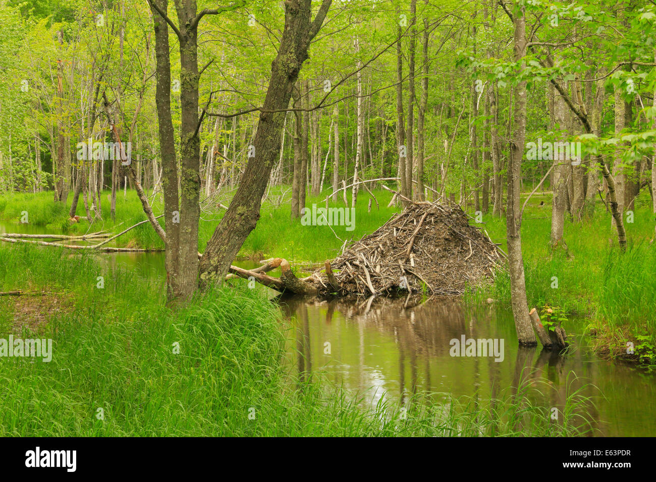 Beaver Lodge, giardini selvatici di Acadia, Parco Nazionale di Acadia, Maine, Stati Uniti d'America Foto Stock