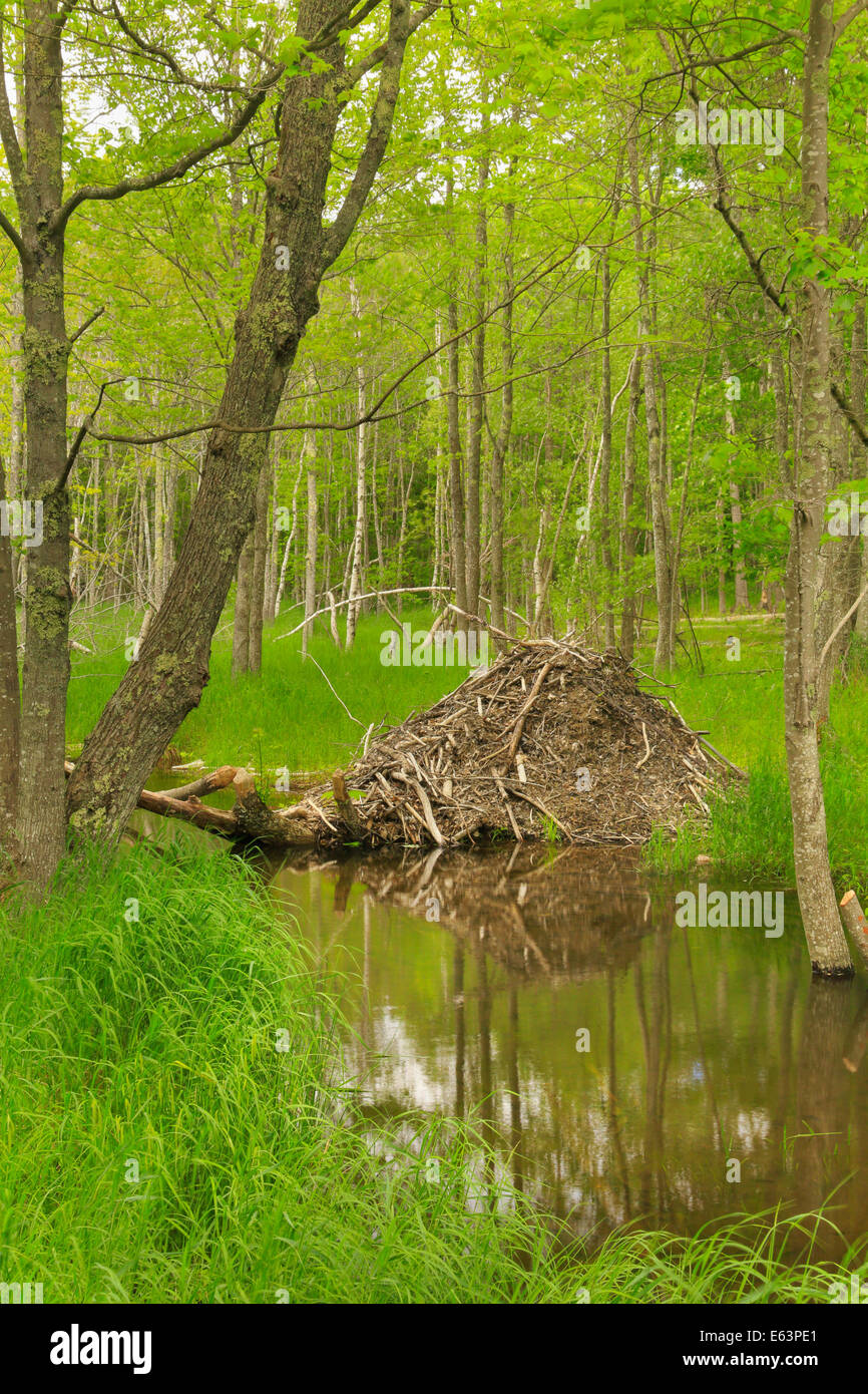 Beaver Lodge, giardini selvatici di Acadia, Parco Nazionale di Acadia, Maine, Stati Uniti d'America Foto Stock
