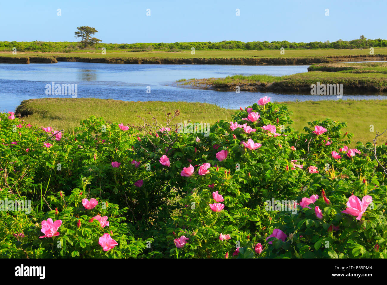 Rose selvatiche, Parsons, Spiaggia, Kennebunkport, Maine, Stati Uniti d'America Foto Stock