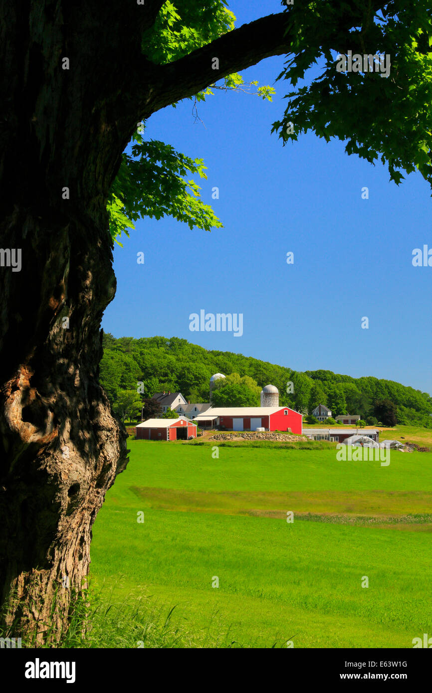 Granaio, unione, Maine, Stati Uniti d'America Foto Stock