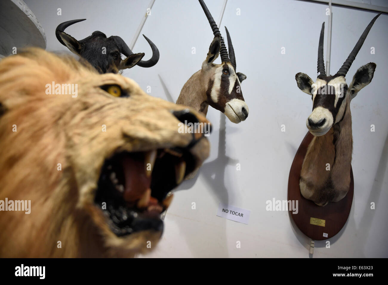 Montevideo, Uruguay. 13 Ago, 2014. Cacciati e di animali imbalsamati sono  sul display durante l'asta a Montevideo, capitale dell'Uruguay. Un totale  di 130 trofei di caccia sono state vendute all'asta il mercoledì