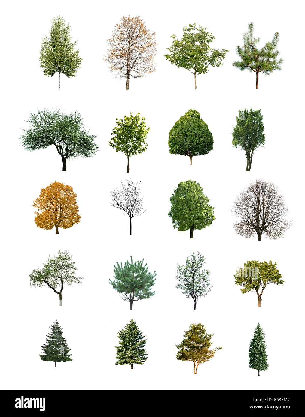 Gli alberi sono isolati su sfondo bianco Foto Stock