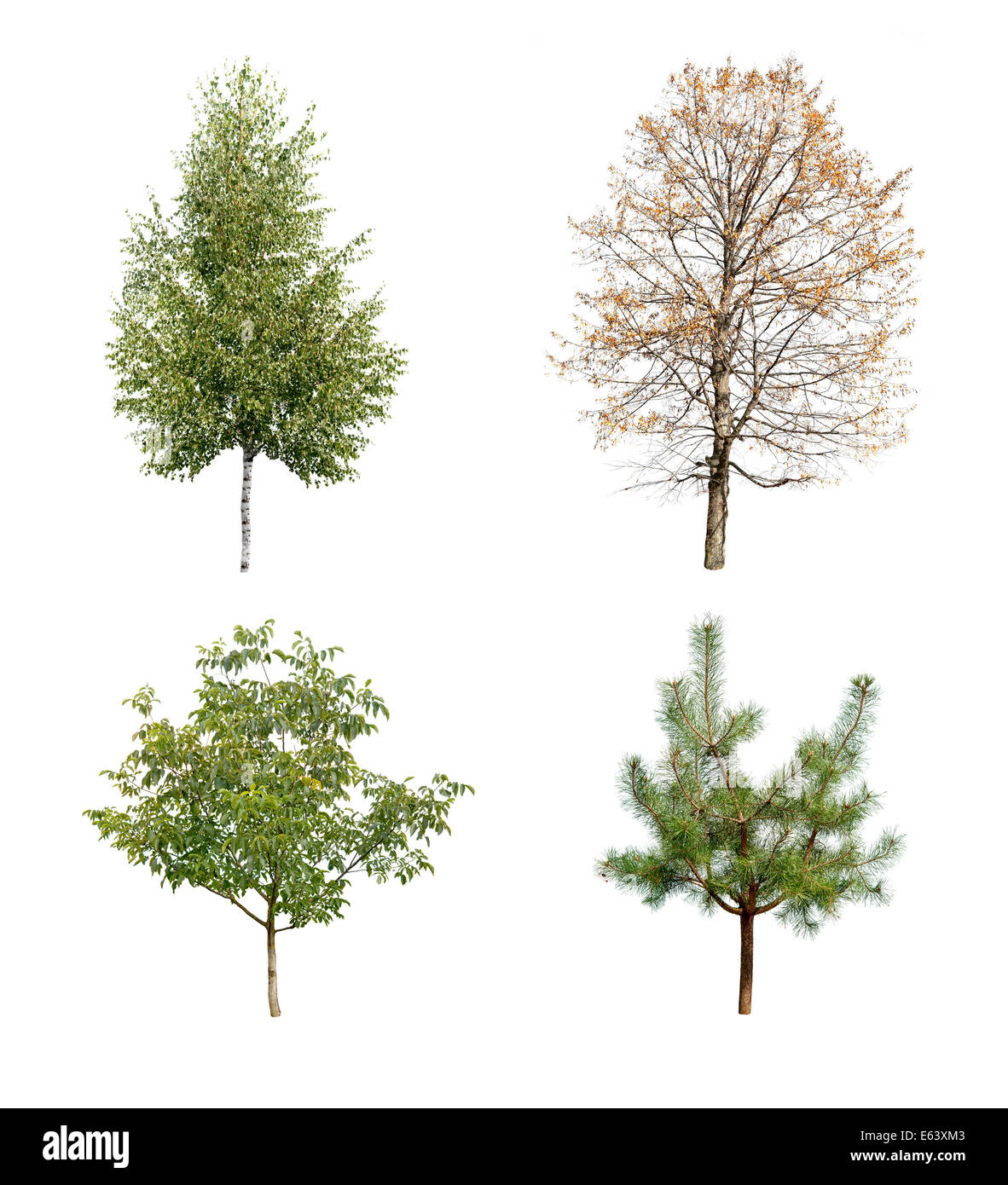 Gli alberi sono isolati su sfondo bianco Foto Stock