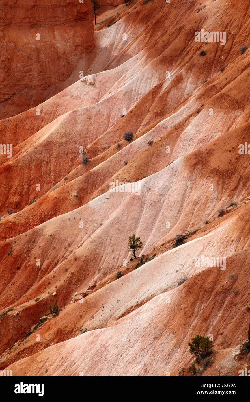 Erosi calanchi, Bryce anfiteatro, parco nazionale di Bryce Canyon, Utah, Stati Uniti d'America Foto Stock