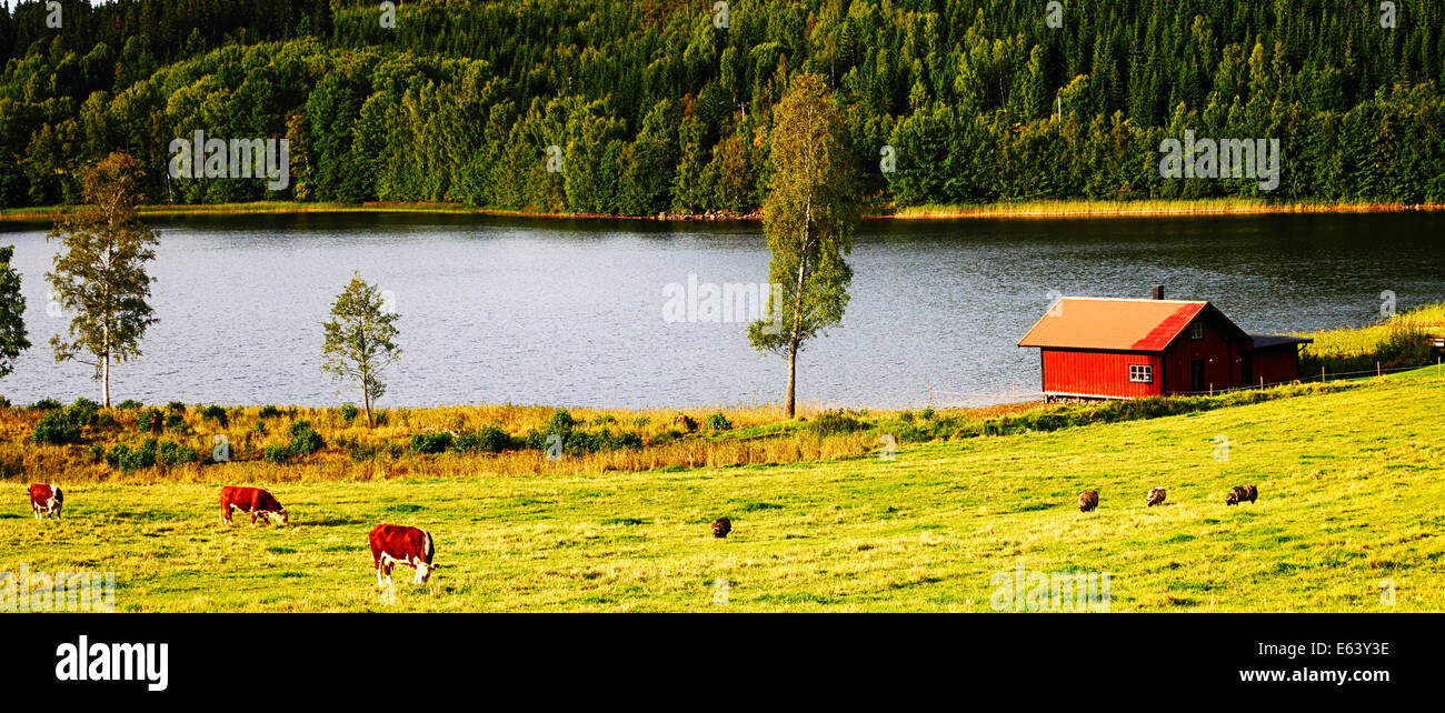 Mucche al pascolo in antico paesaggio rurale tipico della Svezia Foto Stock
