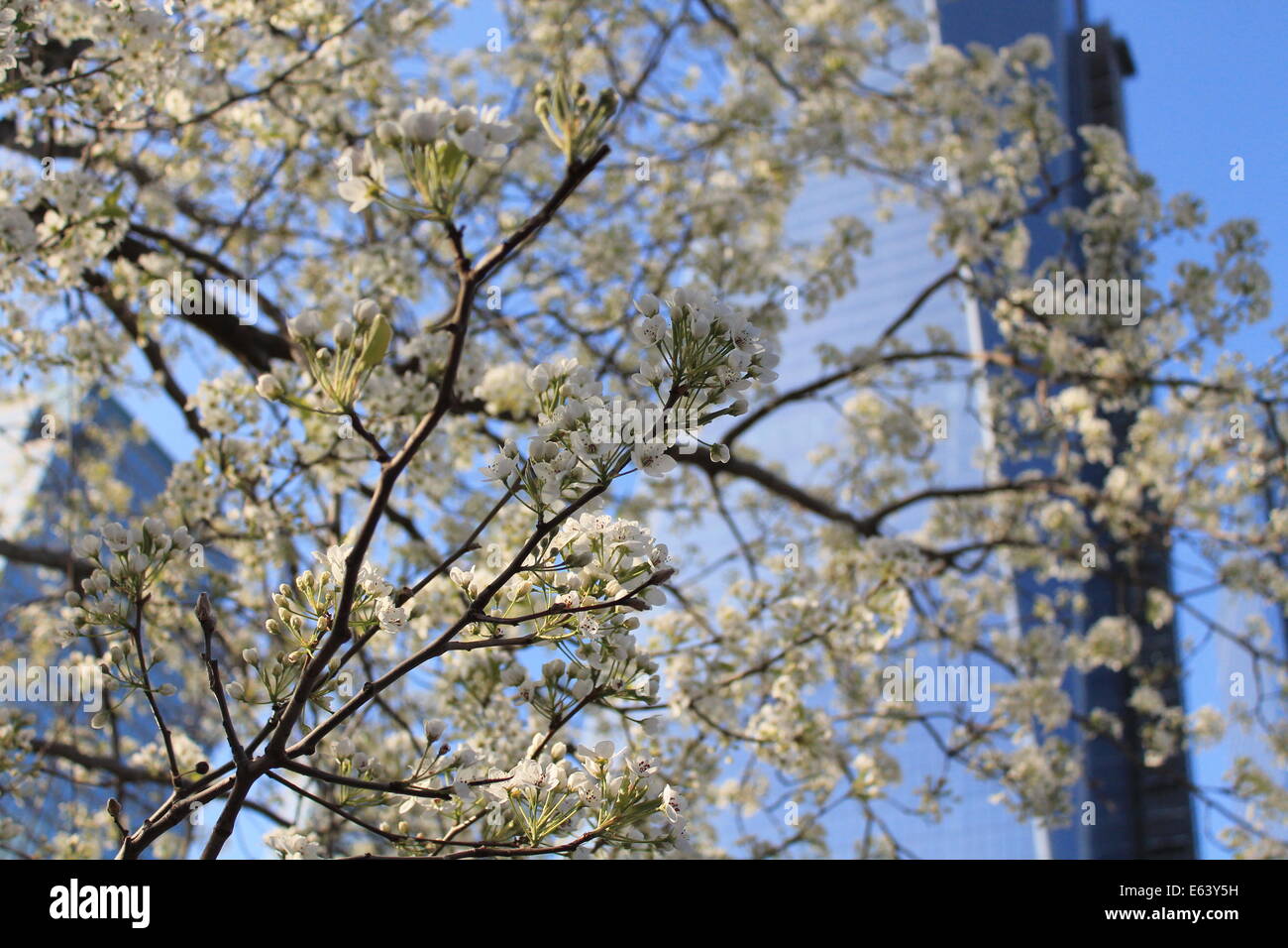 Il World Trade Center Survivor Tree fioritura in primavera. Foto Stock