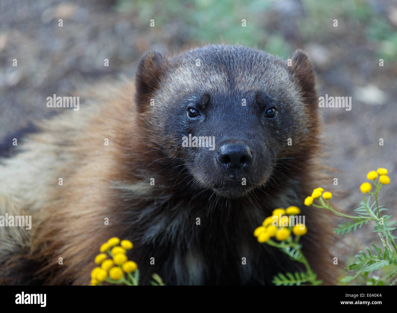 Wolverine (Gulo gulo) che pongono allo zoo di Helsinki, Finlandia. Foto Stock