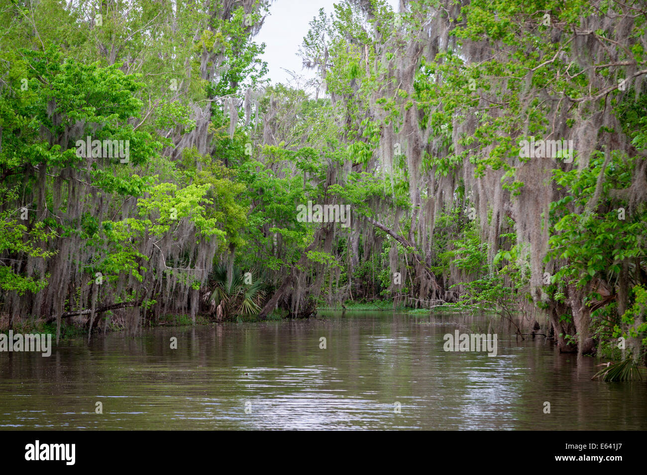 Muschio spagnolo (Tillandsia usneoides) cresce sugli alberi, palude, Louisiana, Stati Uniti Foto Stock