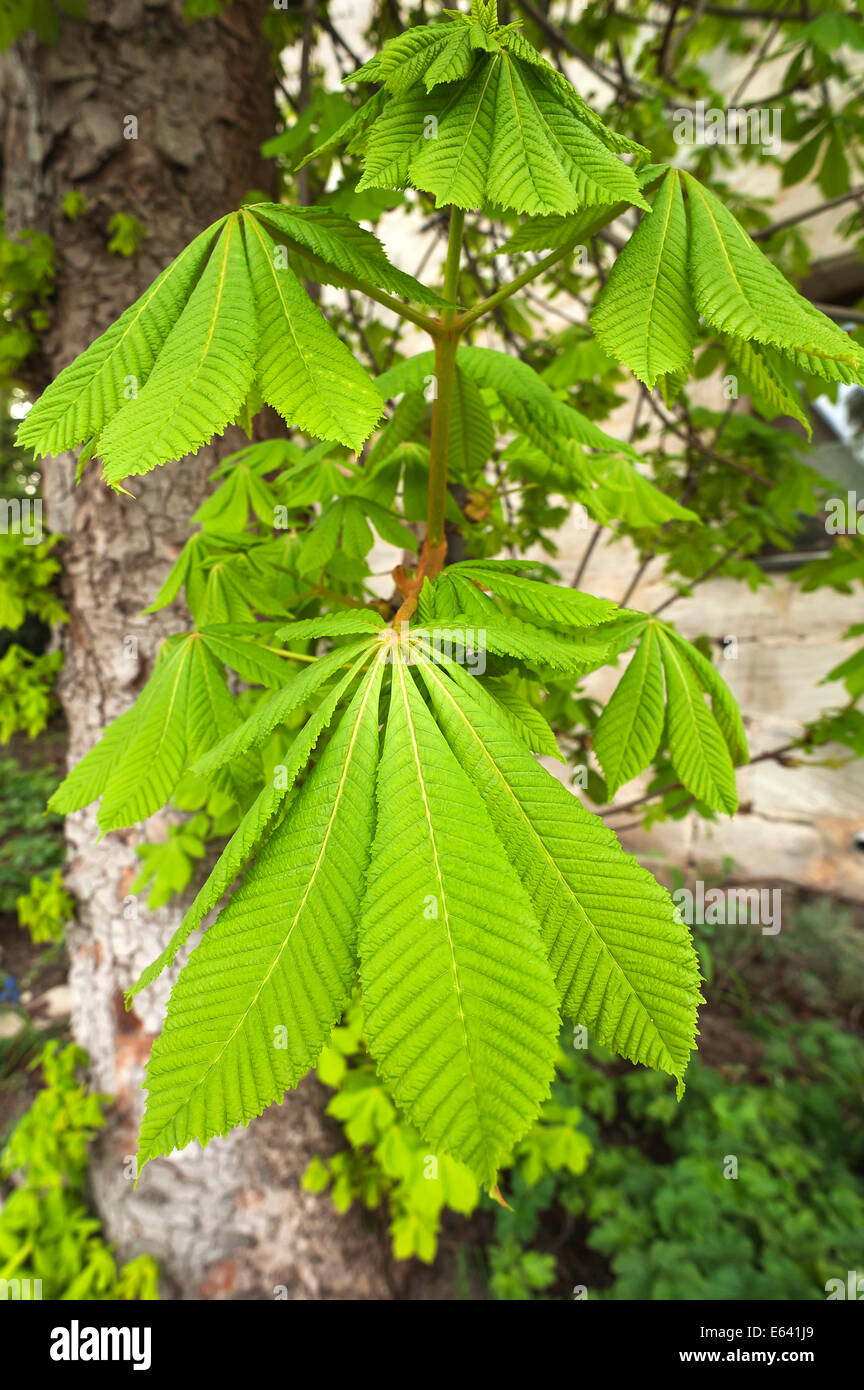 Ippocastano (Aesculus hippocastanum) foglie giovani, Baviera, Germania Foto Stock