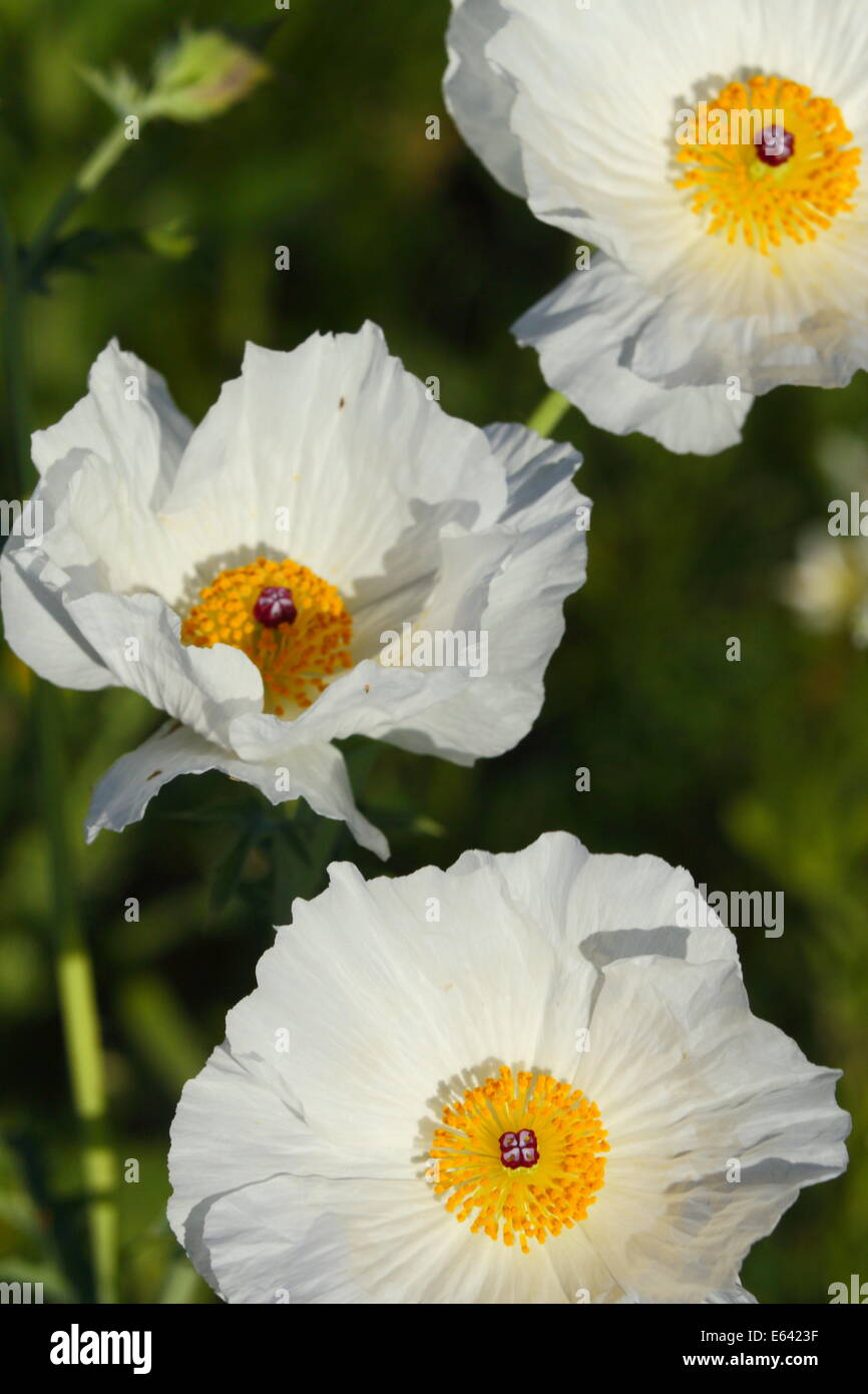 Tre bianchi fiori di papavero in Texas, Stati Uniti d'America Foto Stock