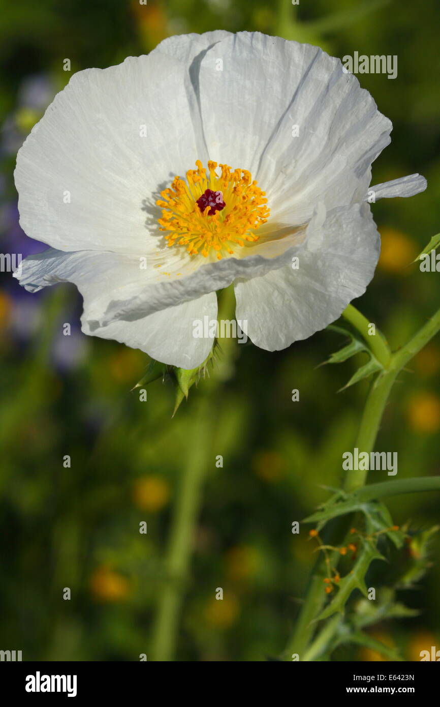 Bianco fiore di papavero in Texas, Stati Uniti d'America Foto Stock