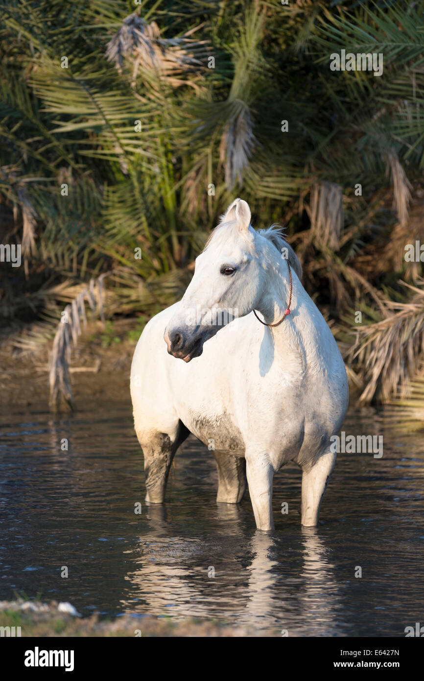 Marwari Horse. Grigio mare in piedi in acqua. India Foto Stock