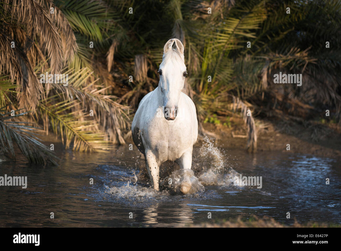 Marwari Horse. Grigio mare al galoppo in acqua. India Foto Stock