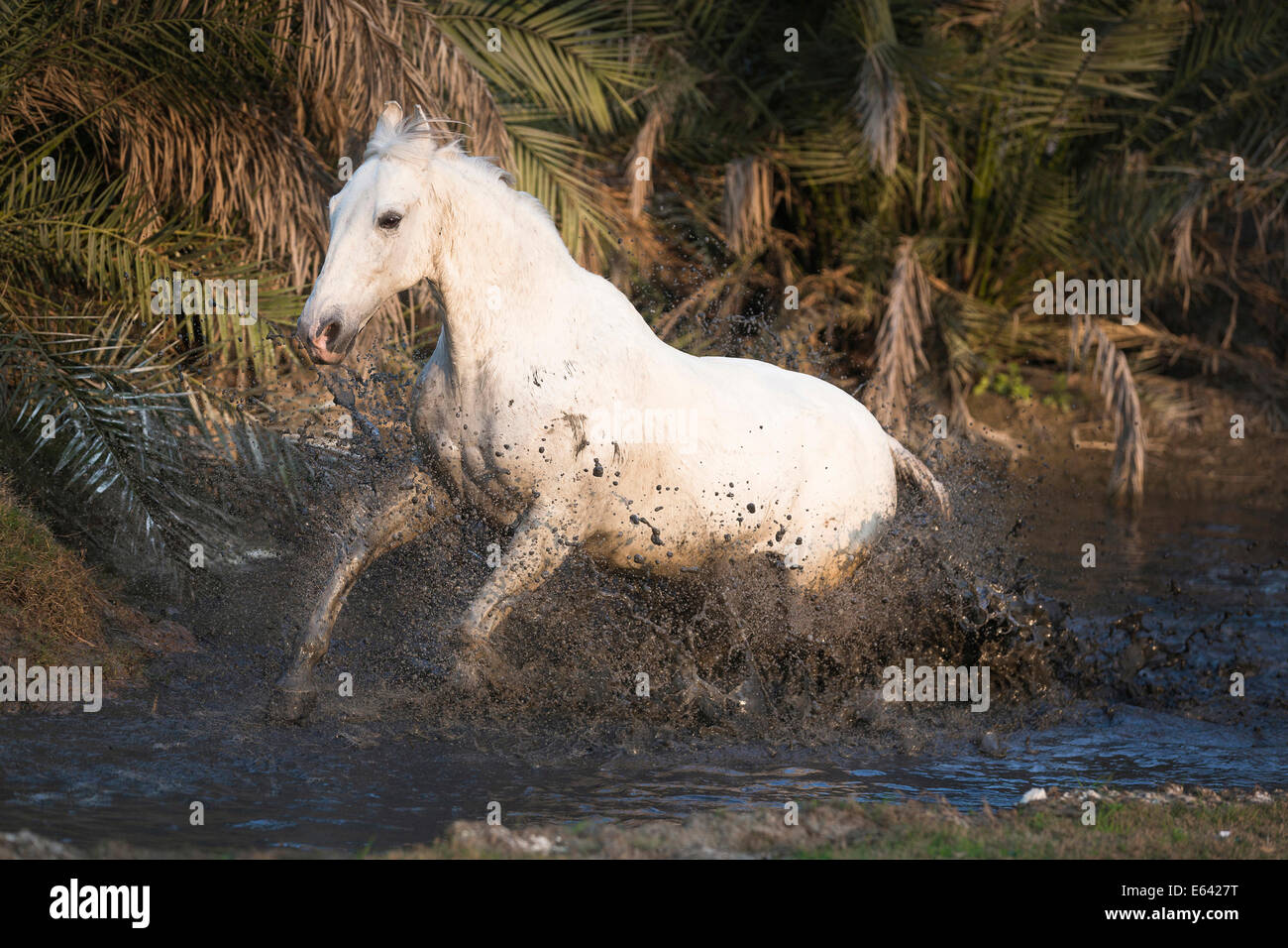 Marwari Horse. Grigio mare al galoppo in acqua. India Foto Stock