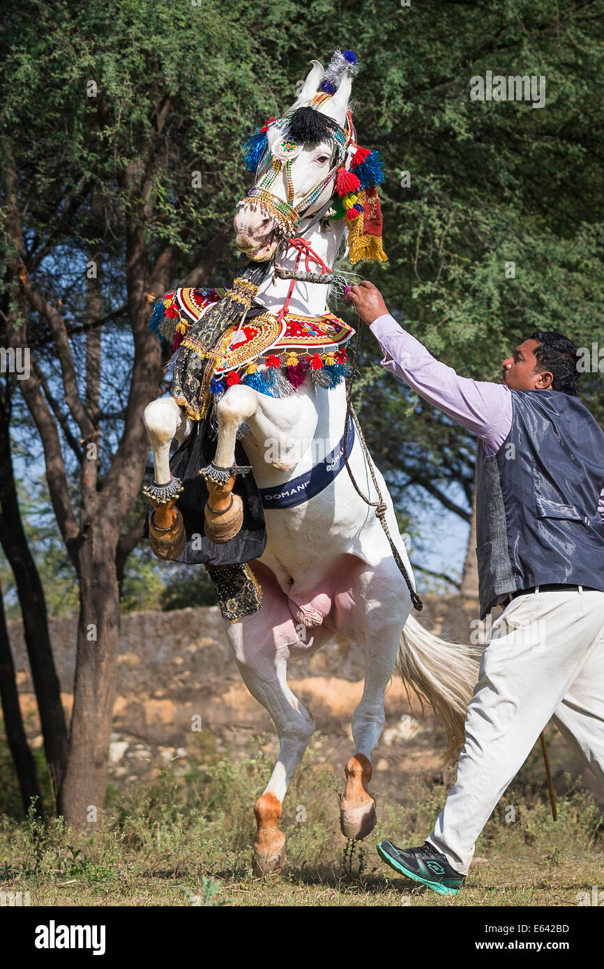Marwari Horse. Stallone grigio nella bellissima elettrico eseguendo un courbette in mano. Tradizionale danza del cavallo, India Foto Stock