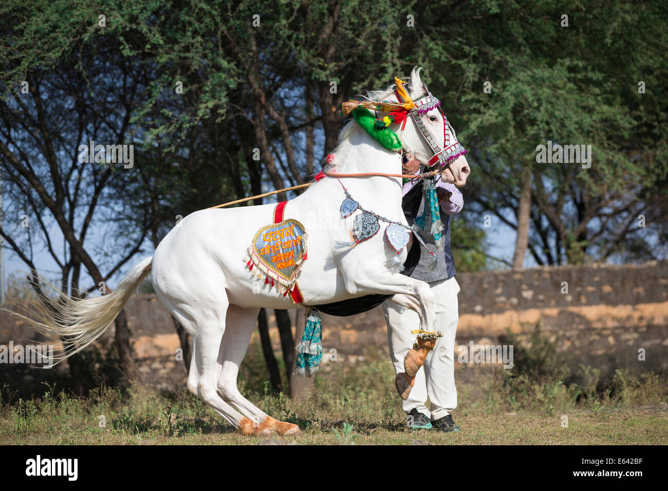 Marwari Horse. Grigio mare in bella esecuzione del cablaggio a levade in mano. Tradizionale danza del cavallo, India Foto Stock