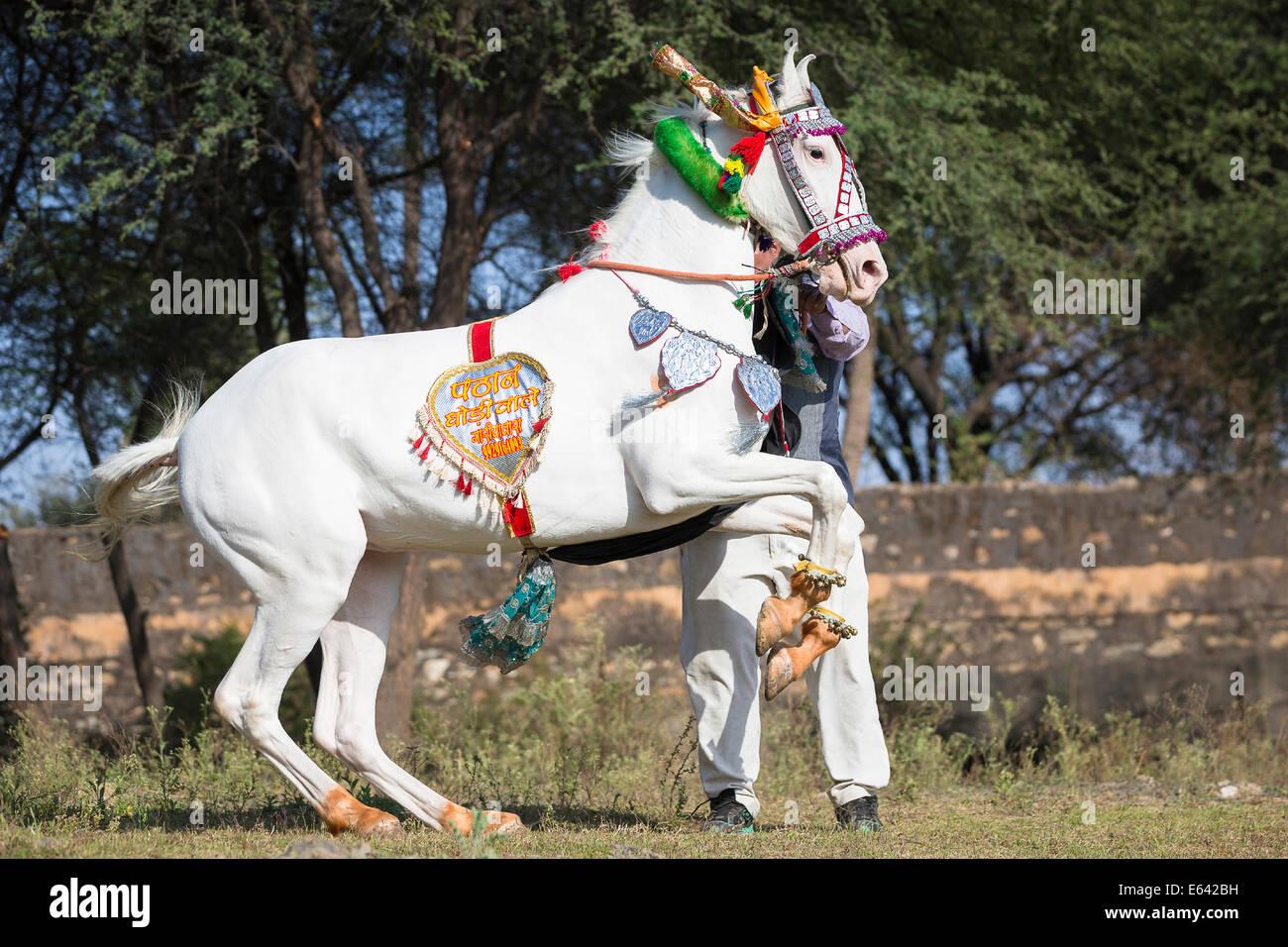 Marwari Horse. Grigio mare in bella esecuzione del cablaggio a terre a terre in mano. Tradizionale danza del cavallo, India Foto Stock