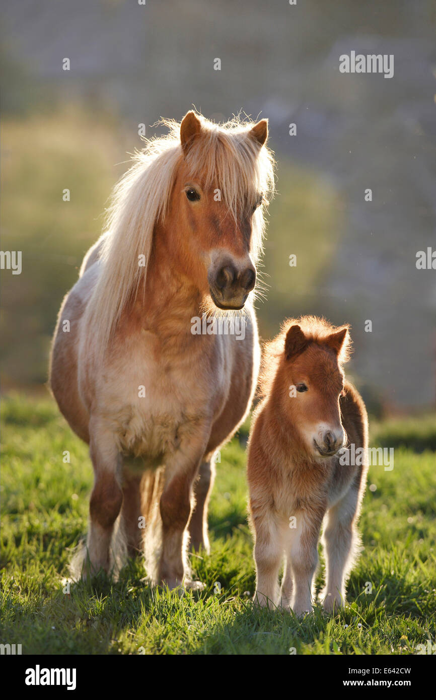 Capezze Per Puledri E Pony - Selleria Shop