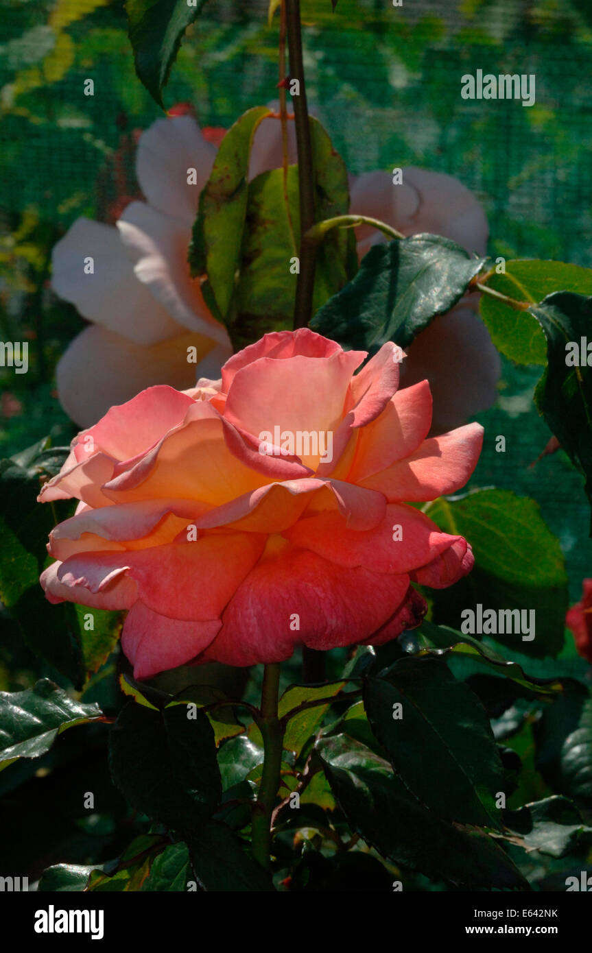 Una pesca di colore arancione-rosso, colore rosa Foto Stock