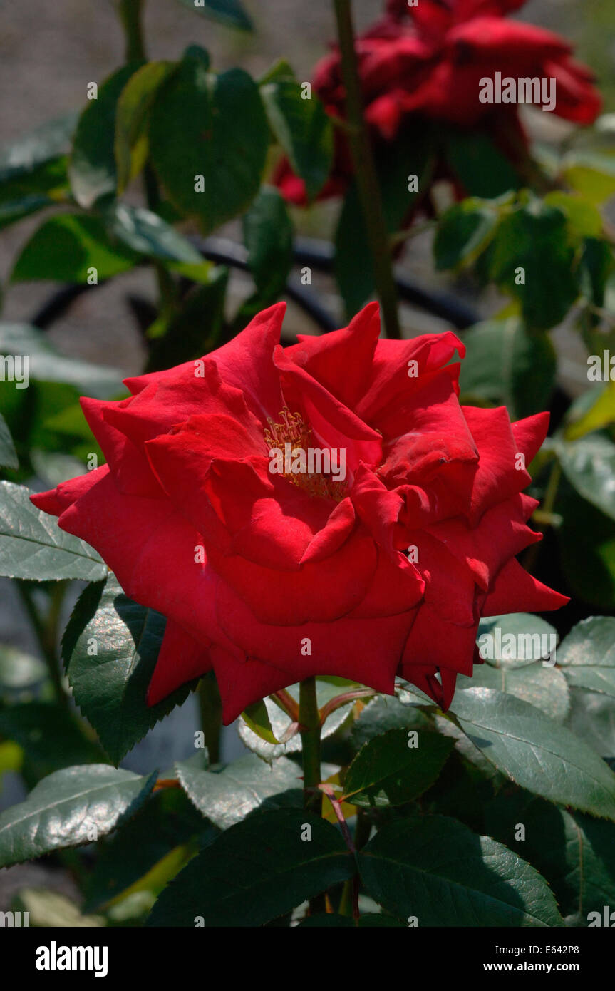 Una rosa rossa Foto Stock