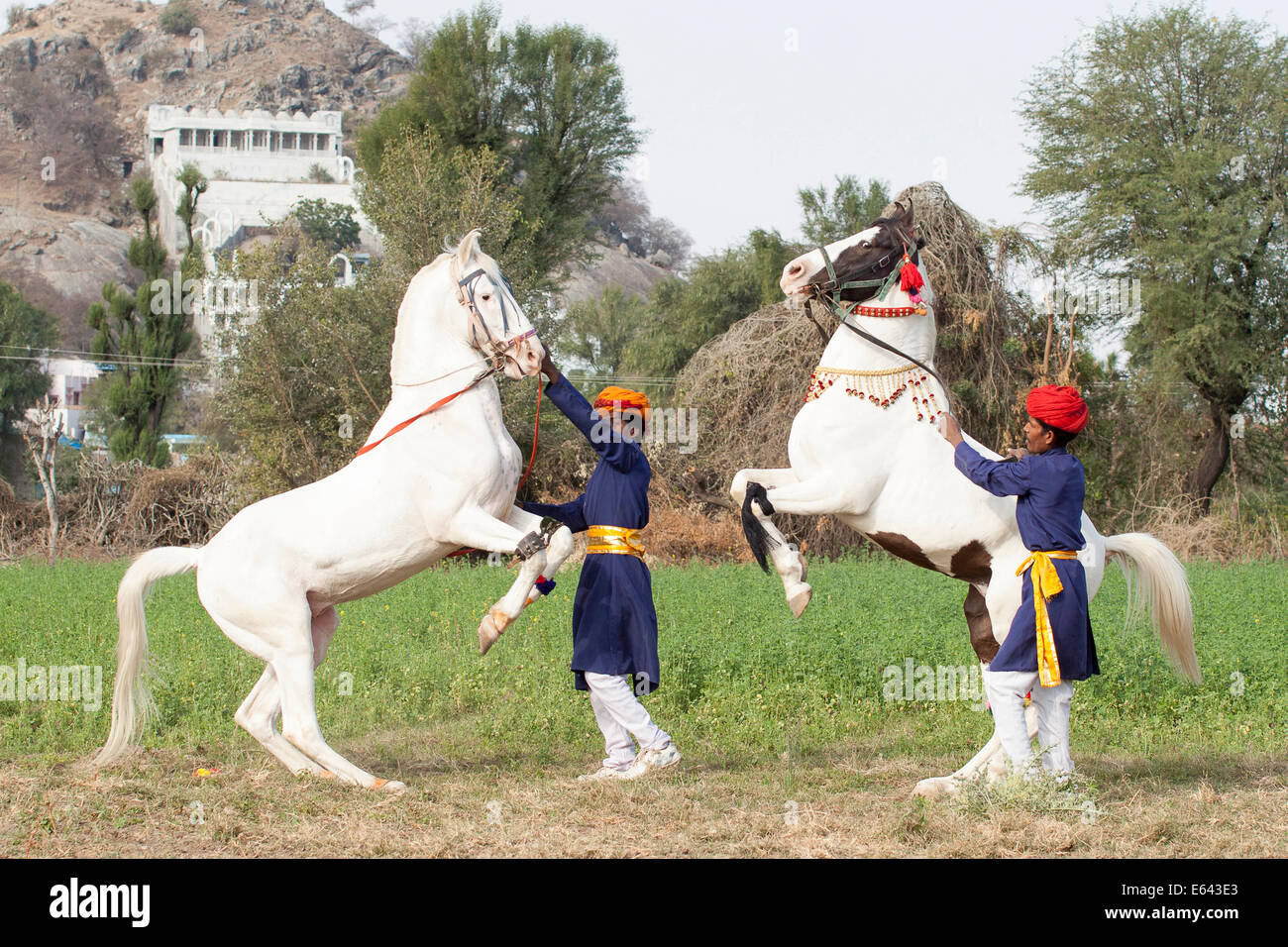 Marwari Horse. Grigio e pezzati stallone allevamento in mano. Tradizionale danza del cavallo, India Foto Stock