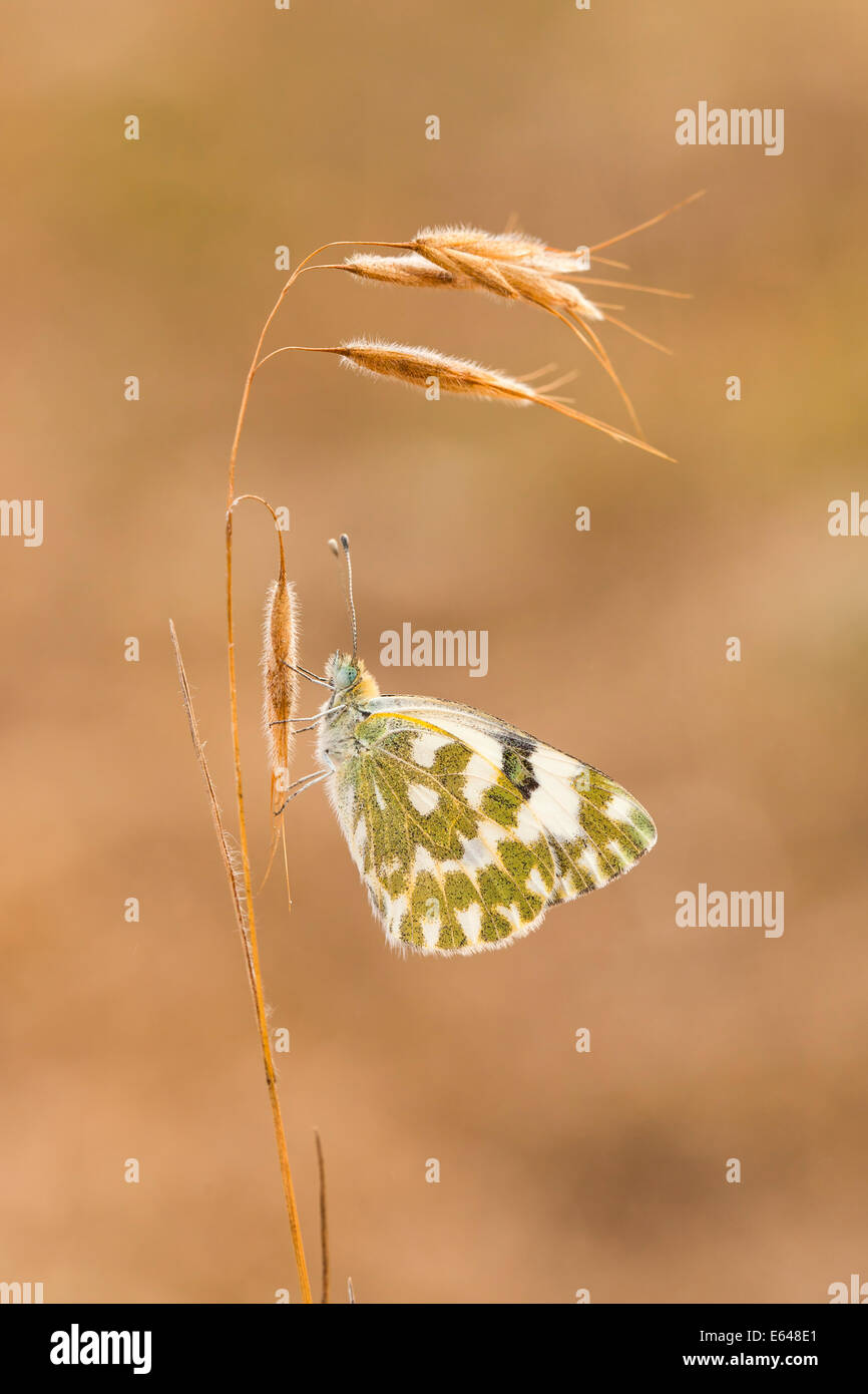 Vasca da bagno bianco (Pontia daplidice) farfalla shot in Israele, nel mese di maggio Foto Stock