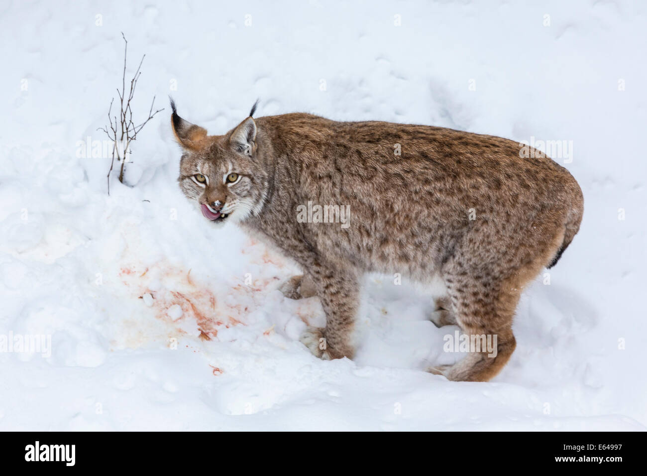 Lince europea (Felis lynx) mangiare preda nella neve, Finlandia Foto Stock