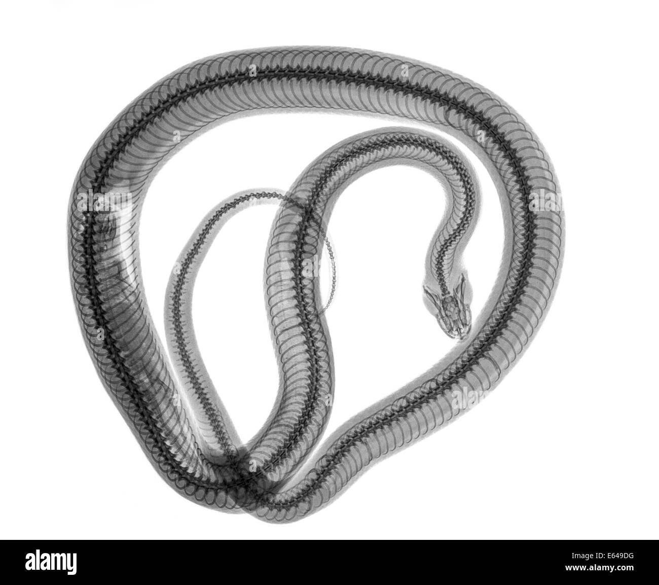 Serpente sotto x-ray un intero mouse può essere visto essere digerite sulla sinistra Foto Stock