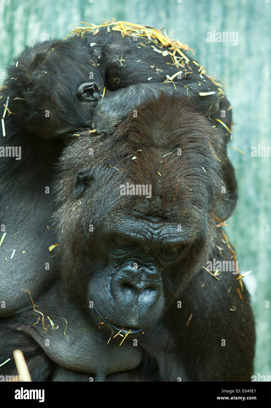 Gorilla femmina con il bambino addormentato sulla sua schiena Foto Stock