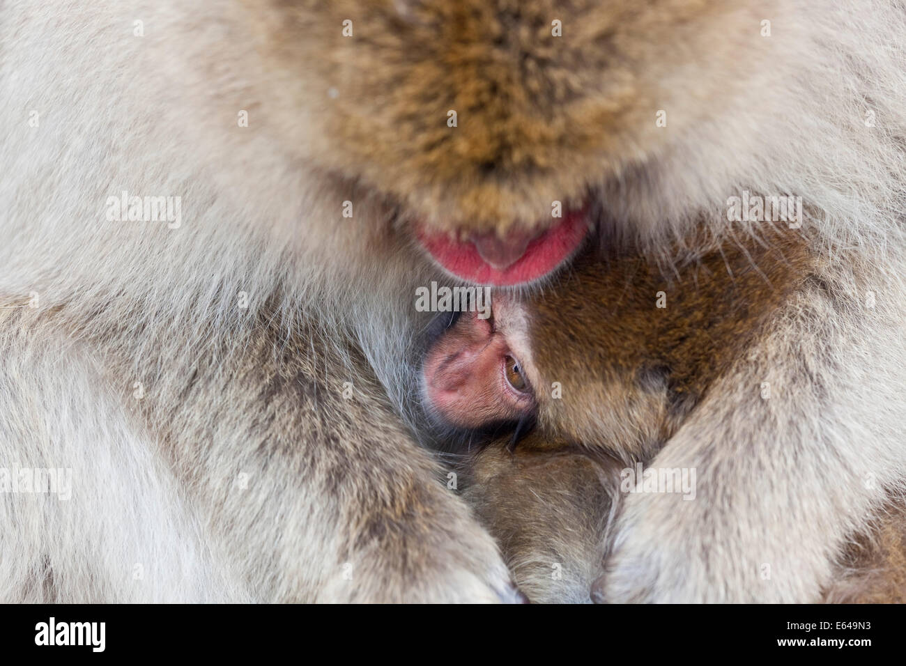 Macaque giapponese (Macaca fuscata)/ Snow monkey, Joshin-etsu National Park, Honshu, Giappone Foto Stock