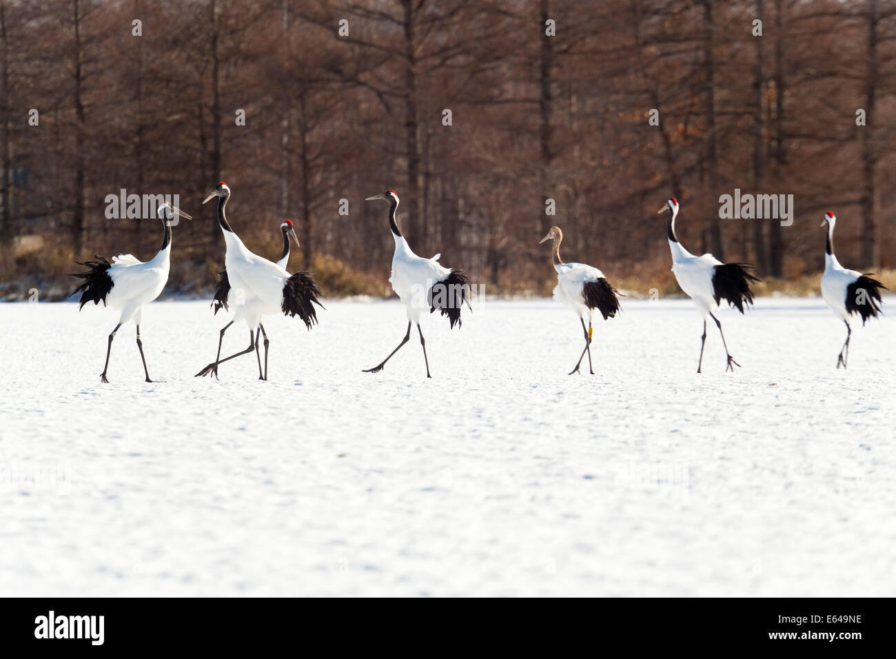 Rosso gru coronata in Snow Hokkaido in Giappone Foto Stock