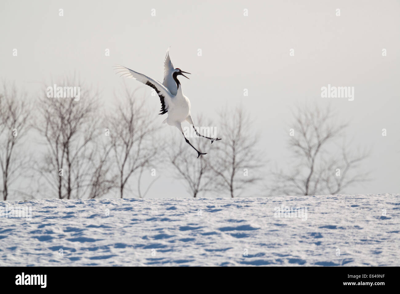 Rosso gru coronata in Snow Hokkaido in Giappone Foto Stock