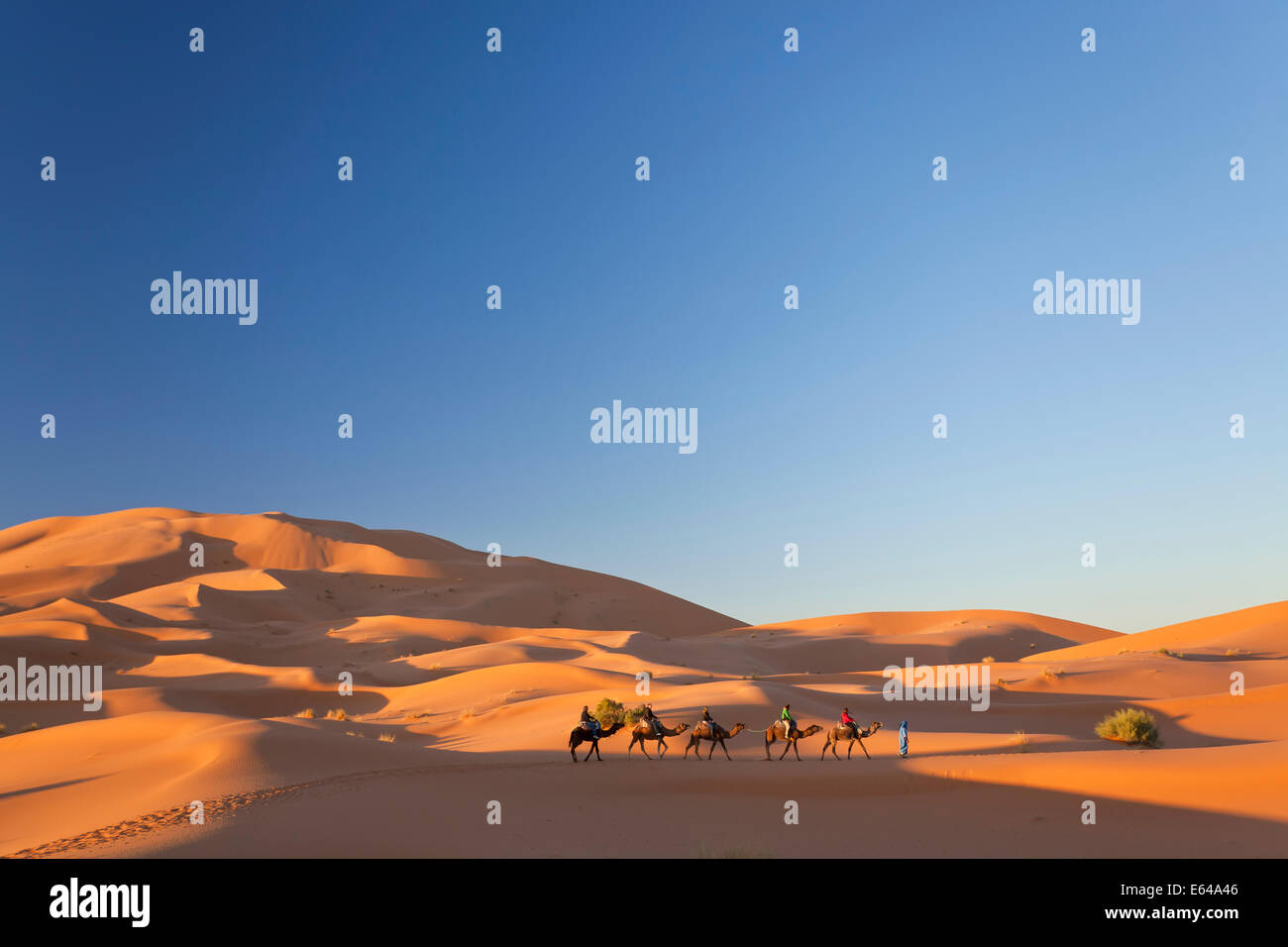 Il Tuareg uomo porta camel train, Erg Chebbi, il Deserto del Sahara, Marocco Foto Stock