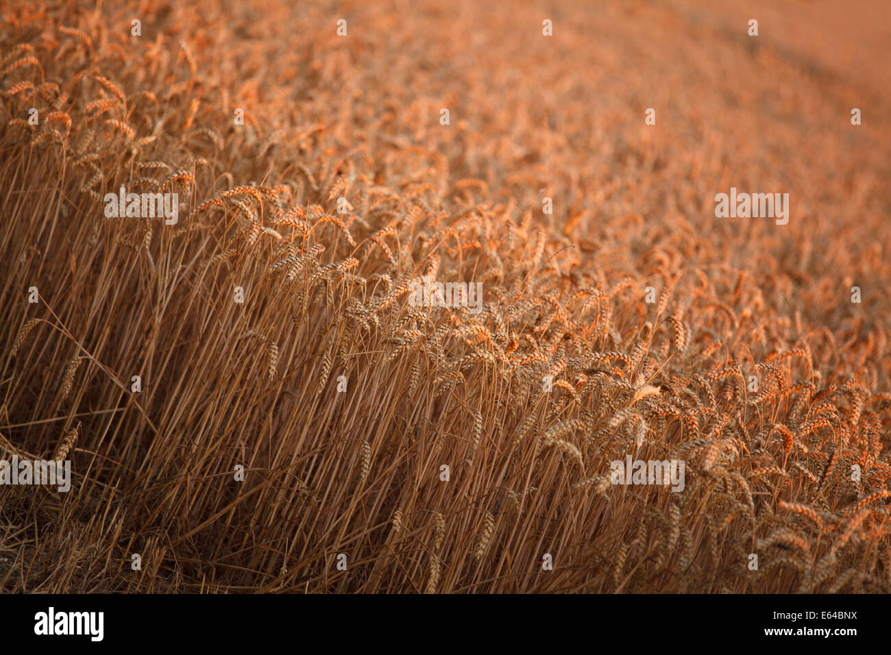 Il grano raccolto di cereali prima della raccolta Foto Stock