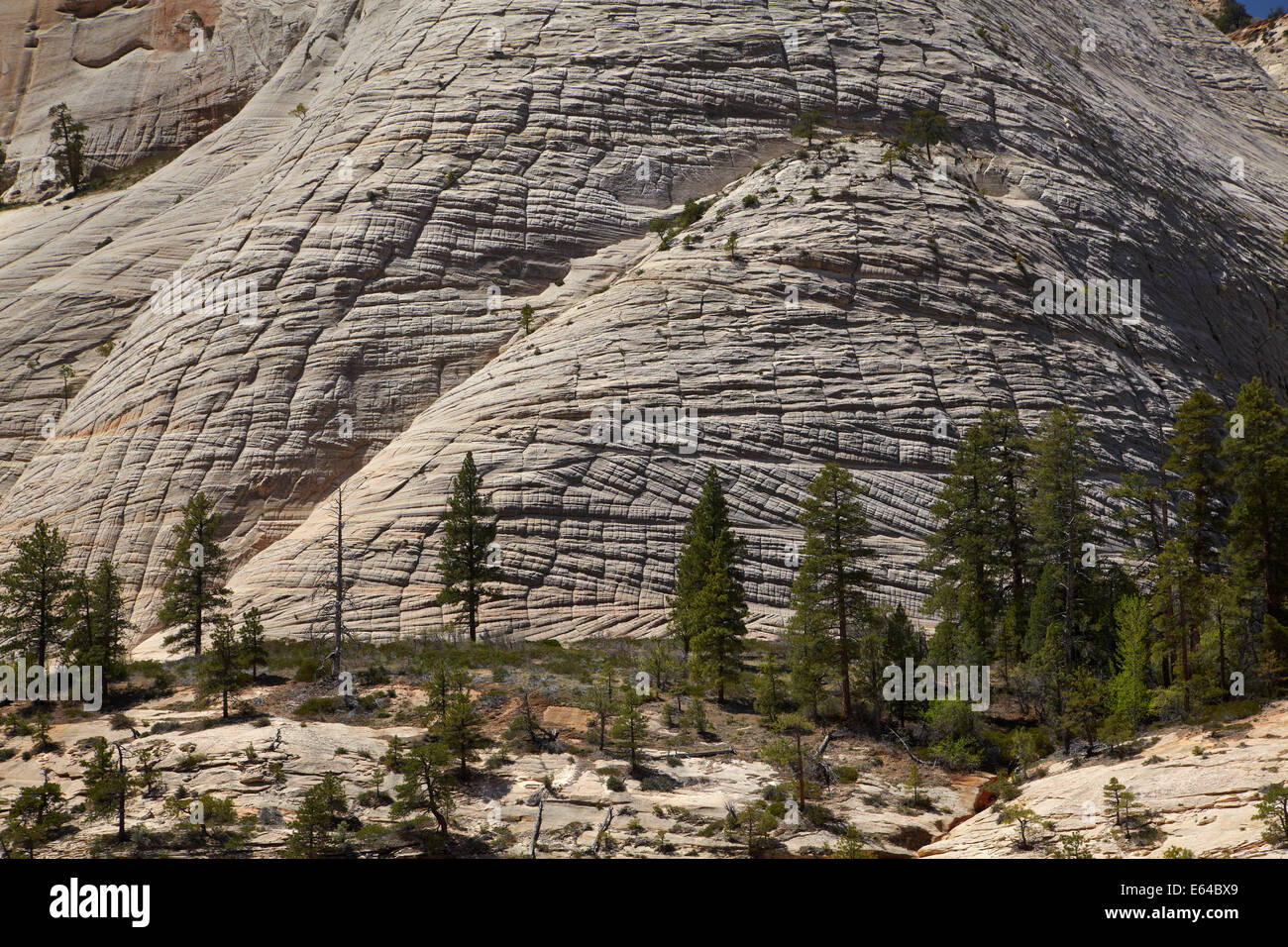Curiose patterns sulla Cattedrale di montagna, visto dal West Rim Trail, Parco Nazionale Zion, Utah, Stati Uniti d'America Foto Stock
