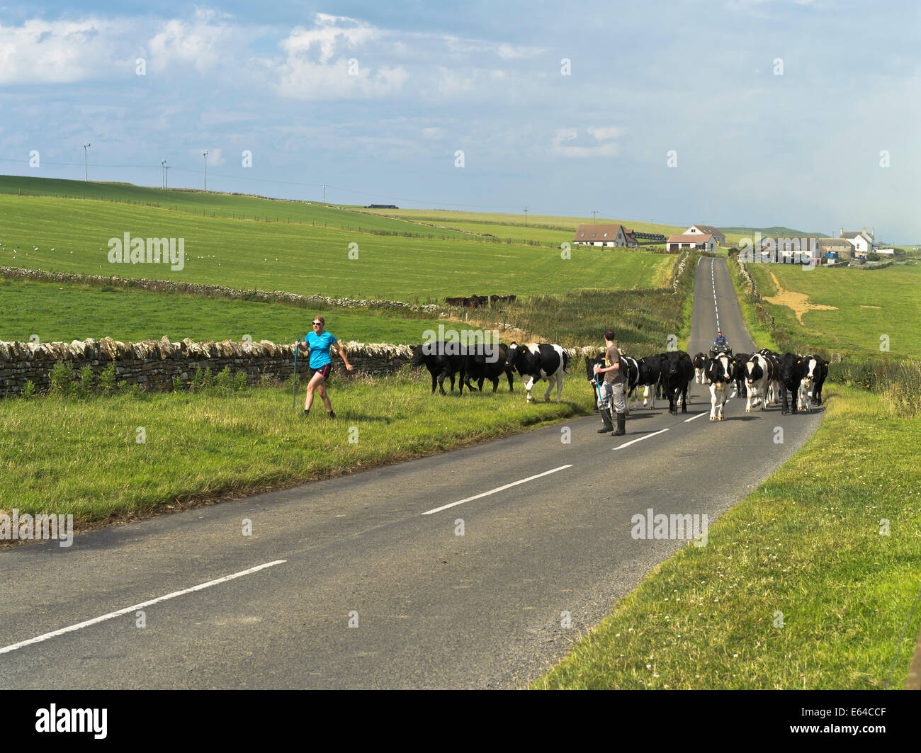 dh CATTLE UK mucche da allevamento lungo il gregge di mucche scozzesi scozia Agricoltura su una strada rurale Orkney Foto Stock