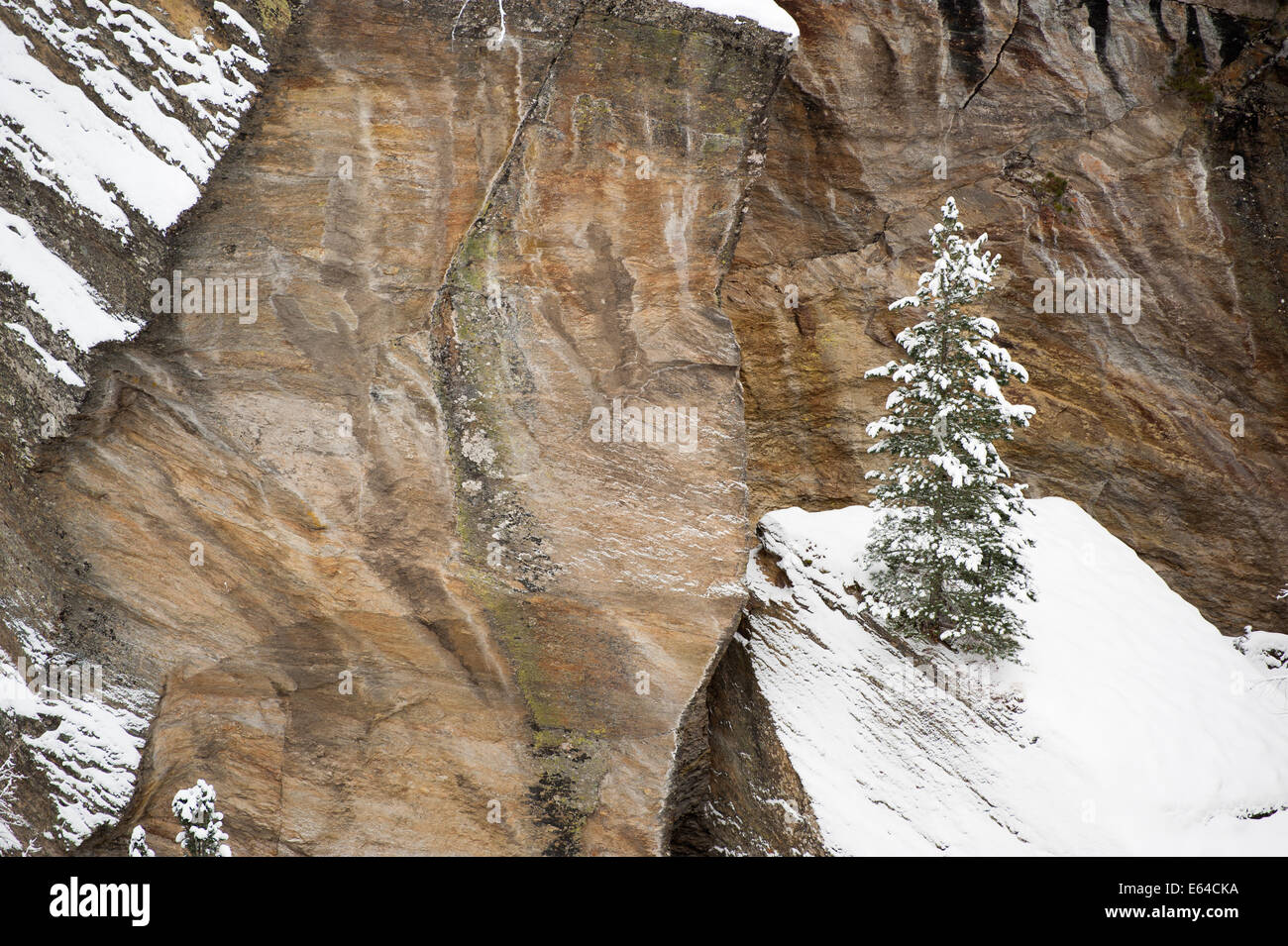 Coperta di neve lonely pino nelle Alpi Svizzere Foto Stock
