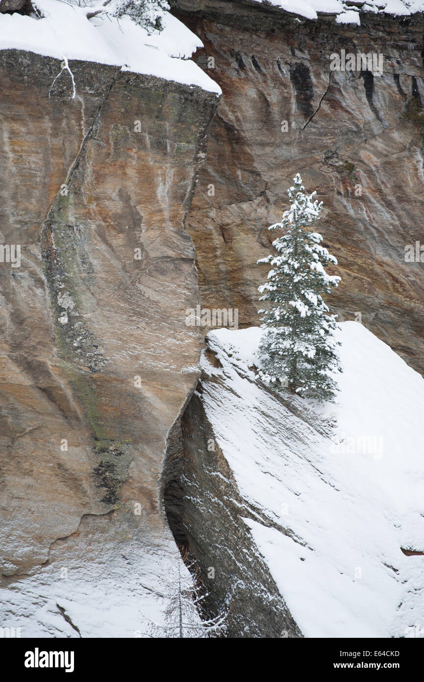 Coperte di neve Pino Solitario nelle Alpi Svizzere Foto Stock
