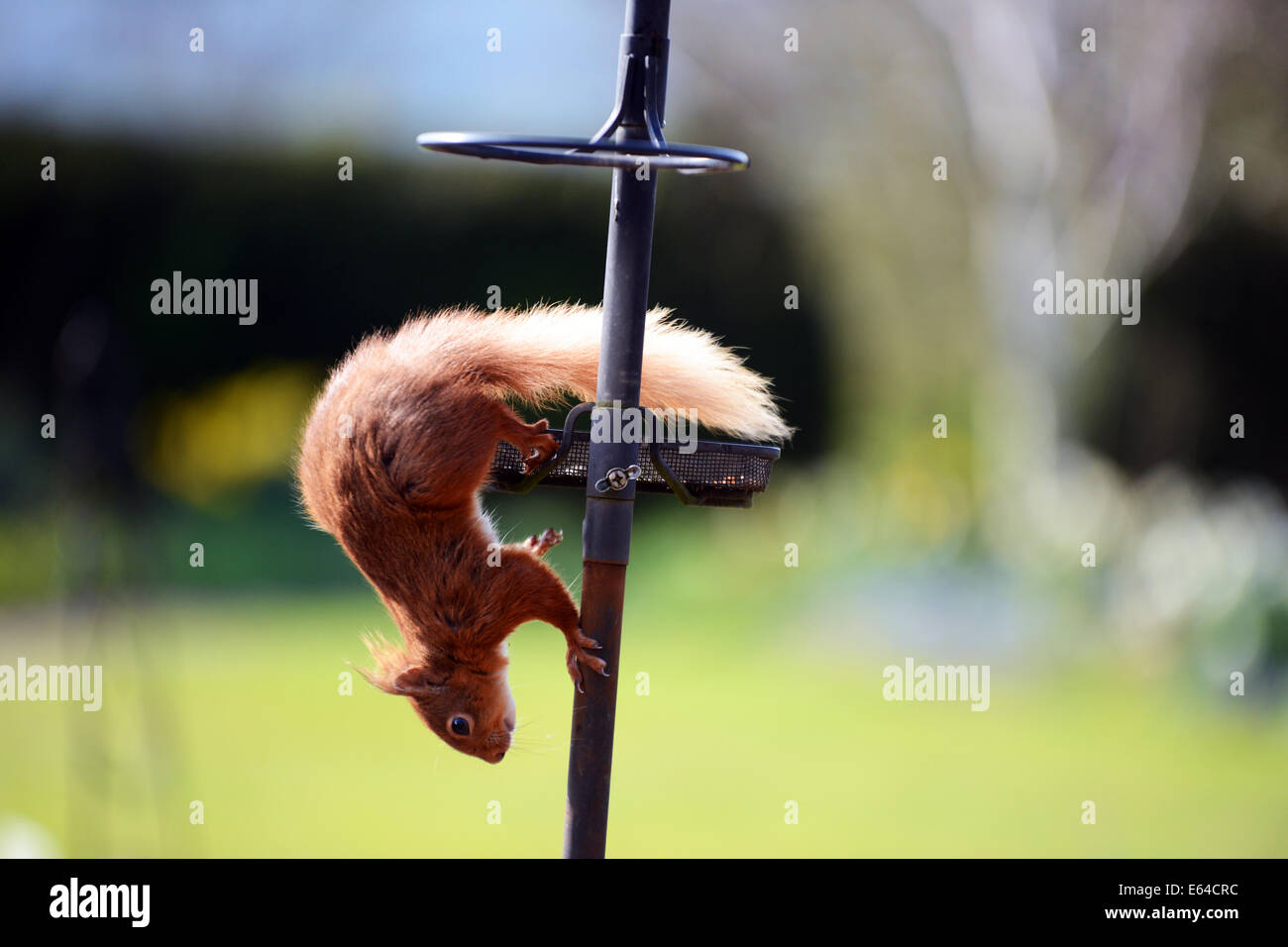 Un selvatico scoiattolo rosso visita un giardino interno in Cumbria per alimentare all'uccello dadi. Foto Stock